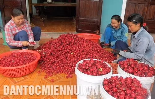 Công đoạn tách hạt hoa atiso đỏ tại một hộ gia đình ở xã Phong An, huyện Phong Điền. Ảnh: Hồ Cầu