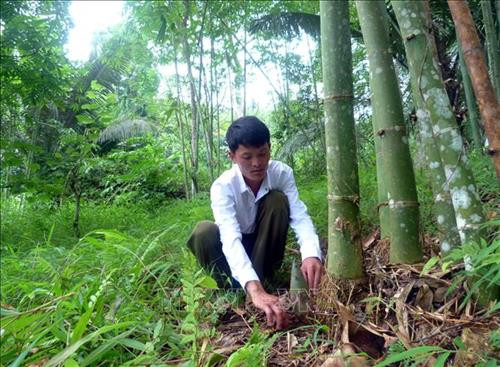 Anh Bàn Văn Triều, dân tộc Dao, thôn Nà Lạ, xã Sơn Phú, thu hoạch măng. Ảnh: Quang Đán – TTXVN Anh Bàn Văn Triều, dân tộc Dao, thôn Nà Lạ, xã Sơn Phú, thu hoạch măng. Ảnh: Quang Đán – TTXVN