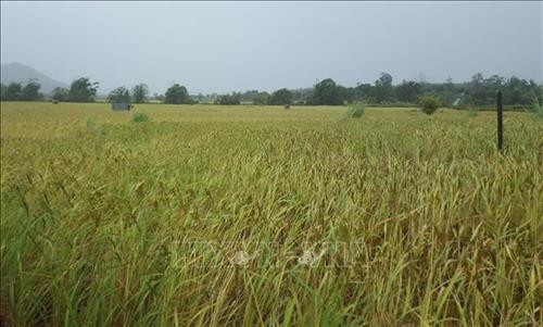 Cánh đồng lúa Ba Chăm tại xã Đăk Trôi, huyện Mang Yang. Ảnh: Hoài Nam Cánh đồng lúa Ba Chăm tại xã Đăk Trôi, huyện Mang Yang. Ảnh: Hoài Nam