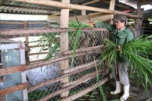 Ông Lâm Quang Long, ấp Bình Tiến, xã Bình Châu, chăm sóc đàn nai của gia đình. Ảnh: Hoàng Nhị - TTXVN Ông Lâm Quang Long, ấp Bình Tiến, xã Bình Châu, chăm sóc đàn nai của gia đình. Ảnh: Hoàng Nhị - TTXVN