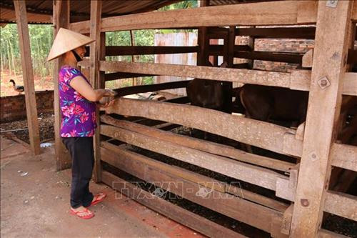 Bà Hồ Thị Sử, ấp 1, xã Hòa Bình, huyện Xuyên Mộc, chăm sóc đàn nai 5 con của gia đình. Ảnh: Hoàng Nhị - TTXVN Bà Hồ Thị Sử, ấp 1, xã Hòa Bình, huyện Xuyên Mộc, chăm sóc đàn nai 5 con của gia đình. Ảnh: Hoàng Nhị - TTXVN