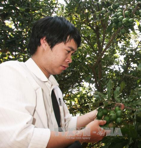 Quả cây mắc ca chuẩn bị cho thu hoạch tại huyện Đơn Dương (Lâm Đồng). Ảnh: Đặng Tuấn - TTXVN Quả cây mắc ca chuẩn bị cho thu hoạch tại huyện Đơn Dương (Lâm Đồng). Ảnh: Đặng Tuấn - TTXVN