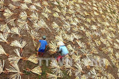 Phơi cây bèo lục bình làm nguyên liệu sản xuất hàng thủ công xuất khẩu. Ảnh: Duy Khương – TTXVN Phơi cây bèo lục bình làm nguyên liệu sản xuất hàng thủ công xuất khẩu. Ảnh: Duy Khương – TTXVN