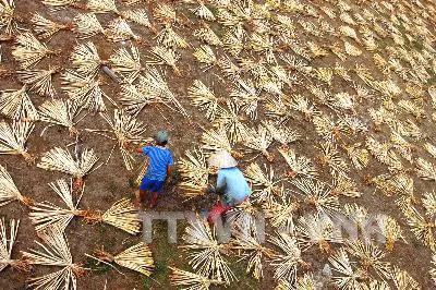 Phơi cây bèo lục bình làm nguyên liệu sản xuất hàng thủ công xuất khẩu. Ảnh: Duy Khương – TTXVN Phơi cây bèo lục bình làm nguyên liệu sản xuất hàng thủ công xuất khẩu. Ảnh: Duy Khương – TTXVN