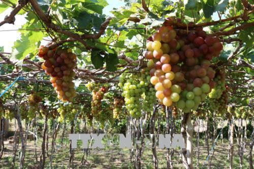 Vườn nho đỏ ở thôn Thái An, xã Vĩnh Hải, huyện Ninh Hải, tỉnh Ninh Thuận. Ảnh: Nguyễn Thành - TTXVN Vườn nho đỏ ở thôn Thái An, xã Vĩnh Hải, huyện Ninh Hải, tỉnh Ninh Thuận. Ảnh: Nguyễn Thành - TTXVN