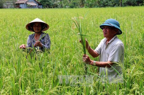 Sâu đục thân và bệnh đạo ôn cổ bông hoành hành trên diện tích 8 công lúa vụ hè thu của gia đình ông Lê Văn Ẩn (Cà Mau). Ảnh: Kim Há - TTXVN Sâu đục thân và bệnh đạo ôn cổ bông hoành hành trên diện tích 8 công lúa vụ hè thu của gia đình ông Lê Văn Ẩn (Cà Mau). Ảnh: Kim Há - TTXVN