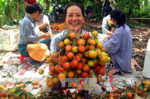 Chôm chôm Bến Tre chính vụ trúng giá, nông dân phấn khởi ảnh 2