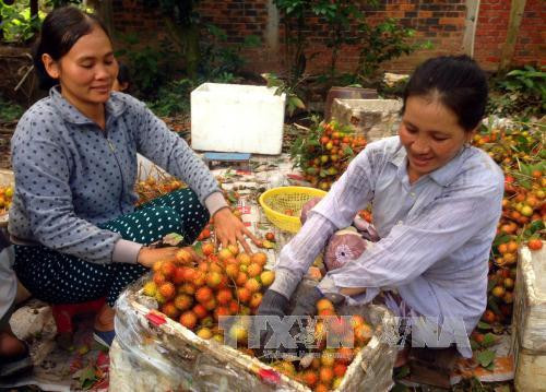 Chôm chôm Bến Tre chính vụ trúng giá, nông dân phấn khởi ảnh 6