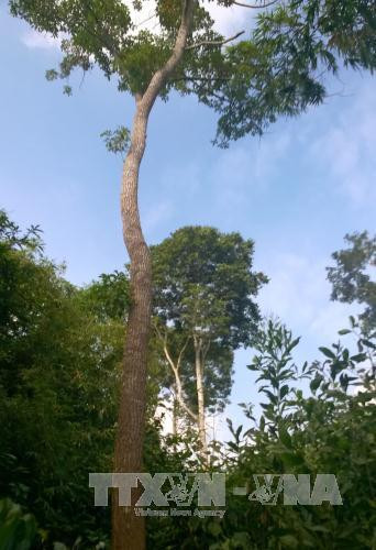 Bảo tồn và phát triển loài thực vật quý Vù Hương tại Vườn quốc gia Bến En ảnh 4 Bảo tồn và phát triển loài thực vật quý Vù Hương tại Vườn quốc gia Bến En ảnh 4