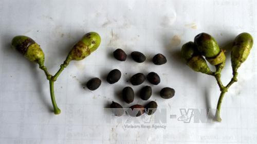 Bảo tồn và phát triển loài thực vật quý Vù Hương tại Vườn quốc gia Bến En ảnh 2 Bảo tồn và phát triển loài thực vật quý Vù Hương tại Vườn quốc gia Bến En ảnh 2