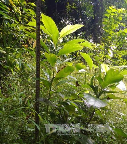 Bảo tồn và phát triển loài thực vật quý Vù Hương tại Vườn quốc gia Bến En ảnh 3 Bảo tồn và phát triển loài thực vật quý Vù Hương tại Vườn quốc gia Bến En ảnh 3