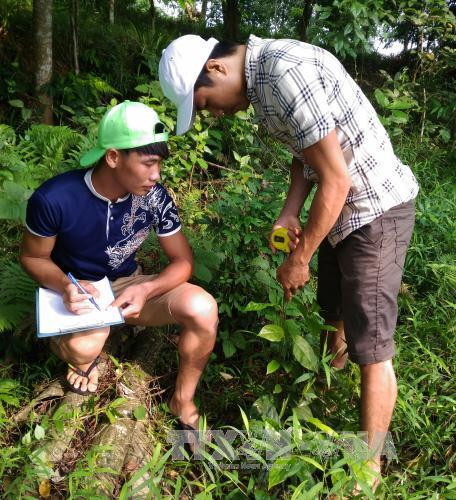 Bảo tồn và phát triển loài thực vật quý Vù Hương tại Vườn quốc gia Bến En ảnh 5 Bảo tồn và phát triển loài thực vật quý Vù Hương tại Vườn quốc gia Bến En ảnh 5
