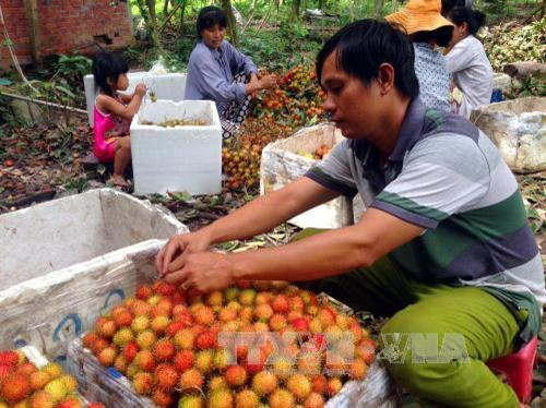 Chôm chôm Bến Tre chính vụ trúng giá, nông dân phấn khởi ảnh 3