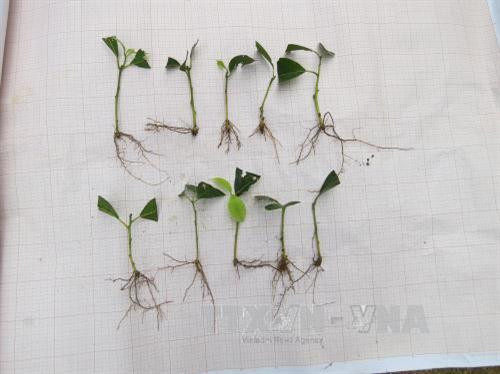 Bảo tồn và phát triển loài thực vật quý Vù Hương tại Vườn quốc gia Bến En ảnh 1 Bảo tồn và phát triển loài thực vật quý Vù Hương tại Vườn quốc gia Bến En ảnh 1