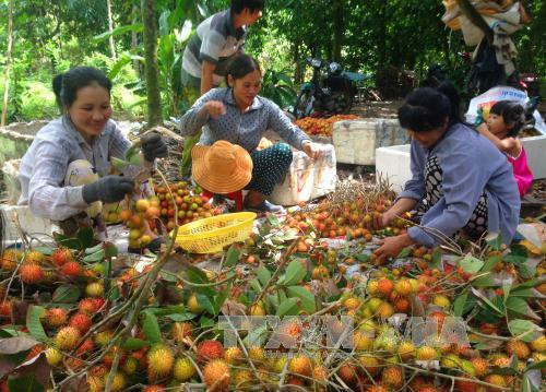 Chôm chôm Bến Tre chính vụ trúng giá, nông dân phấn khởi ảnh 4