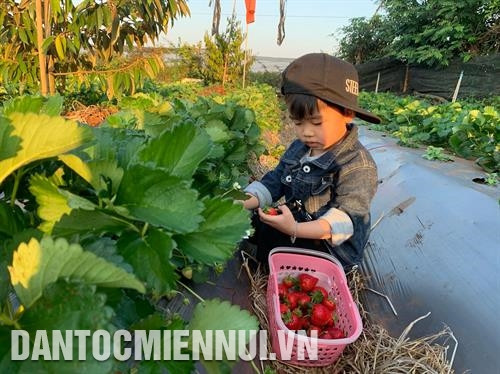 Các điểm du lịch canh nông thu hút nhiều bạn nhỏ tới khám phá thiên nhiên, vườn cây, hoa, quả. Ảnh: Quang Thái