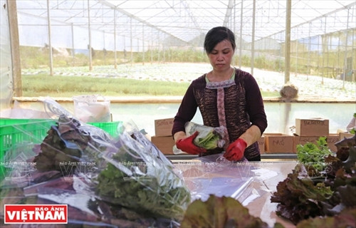 Nhân công đóng gói rau xà lách thủy canh tại nông trại trước khi đưa đi tiêu thụ Nhân công đóng gói rau xà lách thủy canh tại nông trại trước khi đưa đi tiêu thụ