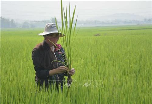 Nhân viên trạm Bảo vệ thực vật huyện Điện Biên kiểm tra lúa bị sâu bệnh. Ảnh: Văn Dũng - TTXVN Nhân viên trạm Bảo vệ thực vật huyện Điện Biên kiểm tra lúa bị sâu bệnh. Ảnh: Văn Dũng - TTXVN