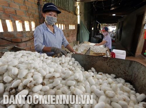 Công nhân Công ty trách nhiệm hữu hạn dâu rừng Langbian.F ở thị trấn Lạc Dương thu hoạch phúc bồn tử đen. Ảnh: Chu Quốc Hùng Cơ sở sản xuất ươm tơ Lê Sáu ở thôn Tân Phú 2, xã Đinh Lạc, huyện Di Linh mở rộng nhà xưởng sản xuất tơ dệt lụa, thu mua sản phẩm của hàng chục hộ dân trong khu vực. Ảnh: Chu Quốc Hùng