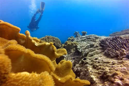 Bạn chỉ cần lặn xuống vài mét là có thể dễ dàng chiêm ngưỡng rạn san hô đa dạng và rất nhiều màu sắc nơi đây.