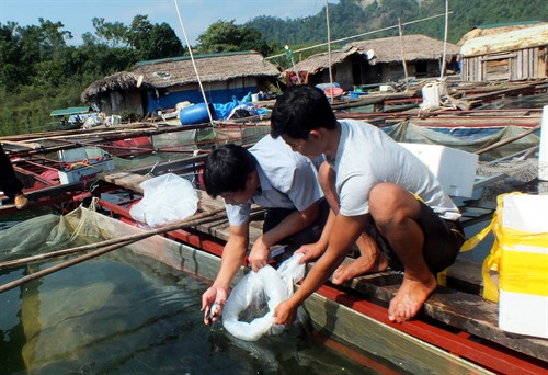 Gia đình Trần Đình Khánh xã Năng Khả, huyện Na Hang được dự án hỗ trợ 400 con cá Lăng giống để phát triển sản xuất. Ảnh: Văn Tý/TTXVN Gia đình Trần Đình Khánh xã Năng Khả, huyện Na Hang được dự án hỗ trợ 400 con cá Lăng giống để phát triển sản xuất. Ảnh: Văn Tý/TTXVN