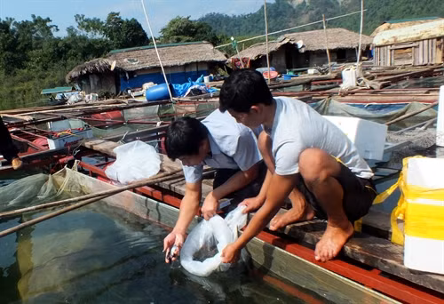 Gia đình Trần Đình Khánh xã Năng Khả, huyện Na Hang được dự án hỗ trợ 400 con cá Lăng giống để phát triển sản xuất. Ảnh: Văn Tý/TTXVN