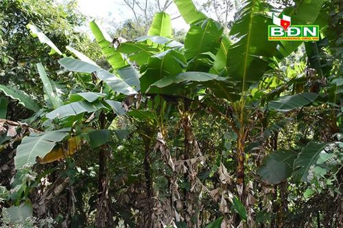 Cây chuối rừng mọc trên vùng đồi núi huyện Đắk Song (Đắk Nông) Cây chuối rừng mọc trên vùng đồi núi huyện Đắk Song (Đắk Nông)