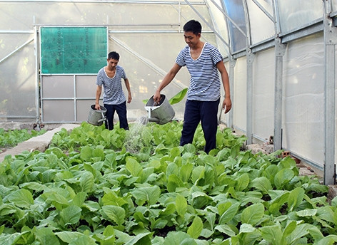 Chiến sĩ đảo Trường Sa chăm sóc rau trong nhà kín. Chiến sĩ đảo Trường Sa chăm sóc rau trong nhà kín.