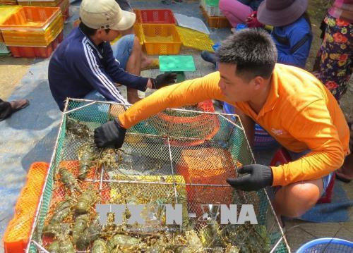 Người dân xã Xuân Phương (Phú Yên) thu hoạch tôm hùm để bán. Ảnh: Thế Lập - TTXVN Người dân xã Xuân Phương (Phú Yên) thu hoạch tôm hùm để bán. Ảnh: Thế Lập - TTXVN