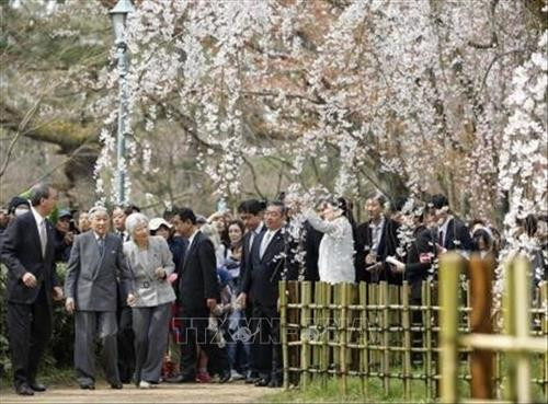 Nhật hoàng Akihito và Hoàng hậu Michiko chiêm ngưỡng vẻ đẹp của hoa anh đào tại Vườn quốc gia Kyoto Gyoen ngày 27/3/2019. Ảnh: Kyodo/ TTXVN Nhật hoàng Akihito và Hoàng hậu Michiko chiêm ngưỡng vẻ đẹp của hoa anh đào tại Vườn quốc gia Kyoto Gyoen ngày 27/3/2019. Ảnh: Kyodo/ TTXVN