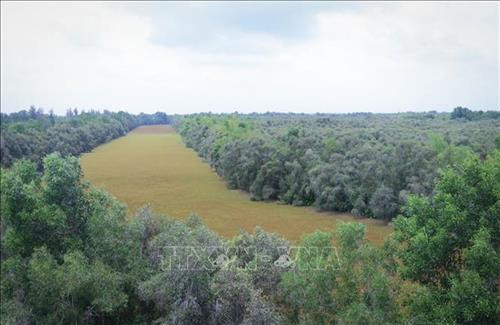 Khu bảo tồn sinh thái Đồng Tháp Mười. Ảnh: Nam Thái - TTXVN Khu bảo tồn sinh thái Đồng Tháp Mười. Ảnh: Nam Thái - TTXVN