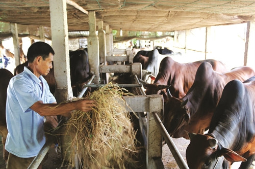 Mô hình trồng cỏ, nuôi bò vỗ béo của hộ ông Huỳnh Trung Càng ở ấp Sóc Mới, xã Long Sơn, huyện Cầu Ngang cho thu nhập hơn 300 triệu đồng/năm. Mô hình trồng cỏ, nuôi bò vỗ béo của hộ ông Huỳnh Trung Càng ở ấp Sóc Mới, xã Long Sơn, huyện Cầu Ngang cho thu nhập hơn 300 triệu đồng/năm.