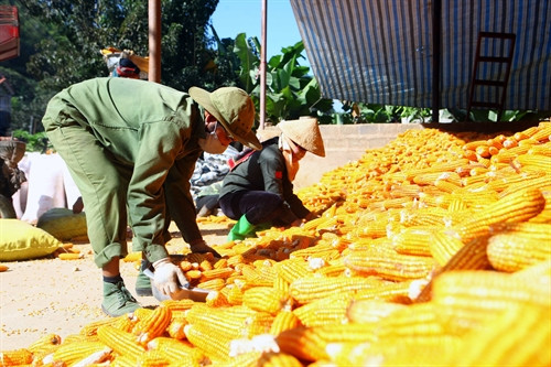 Người dân xã Cò Nòi, huyện Mai Sơn sơ chế ngô tại nhà. Người dân xã Cò Nòi, huyện Mai Sơn sơ chế ngô tại nhà.