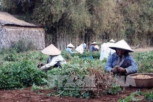 Thu hoạch lạc ở xã Mỹ Long Bắc, huyện Cầu Ngang, tỉnh Trà Vinh. Ảnh: Huy Hoàng - TTXVN