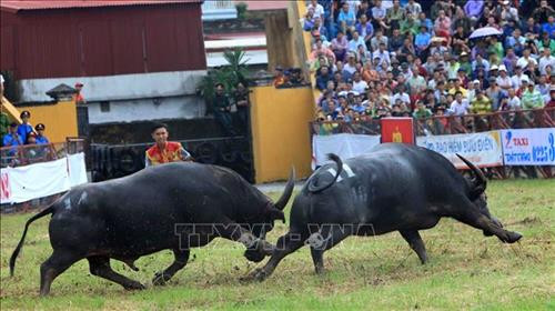 Lễ hội chọi trâu Đồ Sơn năm 2018 ảnh 5 Lễ hội chọi trâu Đồ Sơn năm 2018 ảnh 5