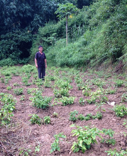 Mô hình trồng ớt của anh Hò A Phủ ở thôn Bản Mồ, thị trấn Đồng Văn Mô hình trồng ớt của anh Hò A Phủ ở thôn Bản Mồ, thị trấn Đồng Văn