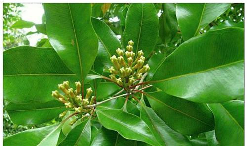 Cây đinh hương dùng khi đau yếu ảnh 2 Cây đinh hương dùng khi đau yếu ảnh 2