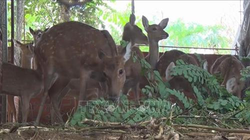 Mô hình nuôi hươu lấy nhung tại xã Tân Tiến, huyện Bù Đốp, tỉnh Bình Phước. Ảnh: K GỬIH - TTXVN Mô hình nuôi hươu lấy nhung tại xã Tân Tiến, huyện Bù Đốp, tỉnh Bình Phước. Ảnh: K GỬIH - TTXVN