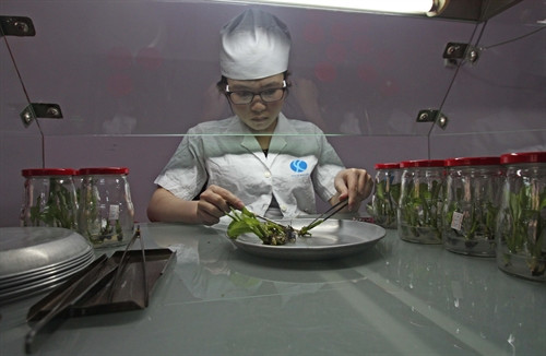 Tách lấy mẫu cấy đạt chuẩn từ cây mẹ để thực hiện quá trình nhân giống invitro tại Vườn ươm PH (phường 11, Đà Lạt)