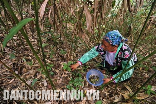 Với đặc tính dễ trồng, dễ chăm sóc, giá thành sản phẩm cao, đầu ra ổn định, sa nhân đã trở thành cây xóa đói, giảm nghèo cho đồng bào dân tộc Mông ở xã Tỏa Tình, huyện Tuần Giáo. Ảnh: Phan Tuấn Anh Nhờ thu nhập cao từ cây sa nhân, nhiều hộ đồng bào dân tộc Mông ở xã Tỏa Tình, huyện Tuần Giáo đã thoát nghèo và vươn lên làm giàu. Ảnh: Phan Tuấn Anh Với đặc tính dễ trồng, dễ chăm sóc, giá thành sản phẩm cao, đầu ra ổn định, sa nhân đã trở thành cây xóa đói, giảm nghèo cho đồng bào dân tộc Mông ở xã Tỏa Tình, huyện Tuần Giáo. Ảnh: Phan Tuấn Anh Nhờ thu nhập cao từ cây sa nhân, nhiều hộ đồng bào dân tộc Mông ở xã Tỏa Tình, huyện Tuần Giáo đã thoát nghèo và vươn lên làm giàu. Ảnh: Phan Tuấn Anh