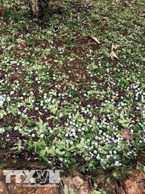 Vườn mận tại xã Xuân La, huyện Pác Nặm tan hoang sau mưa đá kèm giông lốc. Ảnh: Bùi Đức Hiếu-TTXVN Vườn mận tại xã Xuân La, huyện Pác Nặm tan hoang sau mưa đá kèm giông lốc. Ảnh: Bùi Đức Hiếu-TTXVN