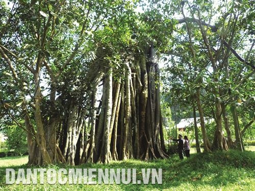 Cây đa Tân Trào, nơi Đại tướng Võ Nguyên Giáp tổ chức lễ xuất quân tiến về giải phóng Thủ đô Hà Nội. Ảnh: Phạm Yến