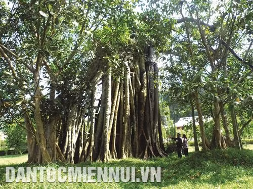 Cây đa Tân Trào, nơi Đại tướng Võ Nguyên Giáp tổ chức lễ xuất quân tiến về giải phóng Thủ đô Hà Nội. Ảnh: Phạm Yến
