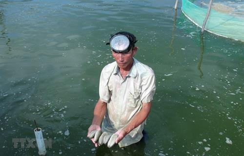 Hải sâm được nuôi trong ao cát kết hợp với ốc hương .Ảnh: Phan Sáu/TTXVN Hải sâm được nuôi trong ao cát kết hợp với ốc hương .Ảnh: Phan Sáu/TTXVN