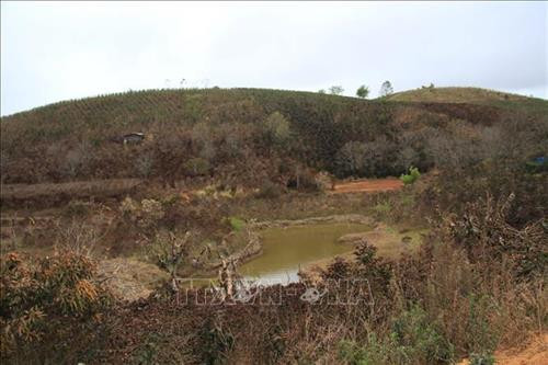 Diện tích hoa màu và cà phê bị thiệt hại do sương muối. Ảnh: Đặng Tuấn – TTXVN Diện tích hoa màu và cà phê bị thiệt hại do sương muối. Ảnh: Đặng Tuấn – TTXVN