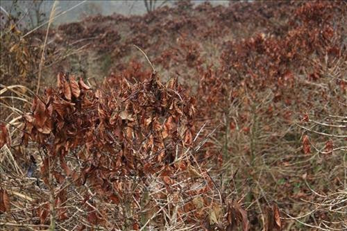 Cây cà phê bị chết do sương muối tại xã Đạ Sar, huyện Lạc Dương. Ảnh: Đặng Tuấn – TTXVN Cây cà phê bị chết do sương muối tại xã Đạ Sar, huyện Lạc Dương. Ảnh: Đặng Tuấn – TTXVN