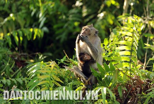 Các loại động vật sống trong môi trường tự nhiên tại vườn Quốc gia U Minh Thượng. Ảnh: An Hiếu Các loại động vật sống trong môi trường tự nhiên tại vườn Quốc gia U Minh Thượng. Ảnh: An Hiếu