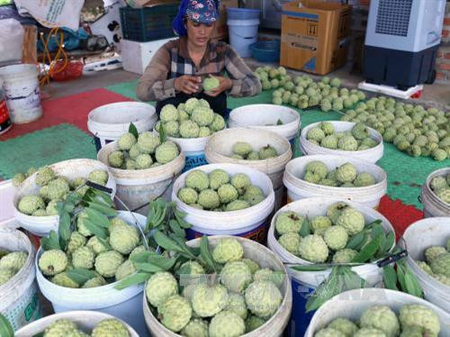 Hộ nông dân Trịnh Đức Thưởng ở thôn Tân Tiến, xã Hoàng Tiến, thị xã Chí Linh có hơn 2 ha trồng na, mỗi năm thu lãi hơn 200 triệu đồng. Ảnh: Vũ Sinh - TTXVN Hộ nông dân Trịnh Đức Thưởng ở thôn Tân Tiến, xã Hoàng Tiến, thị xã Chí Linh có hơn 2 ha trồng na, mỗi năm thu lãi hơn 200 triệu đồng. Ảnh: Vũ Sinh - TTXVN