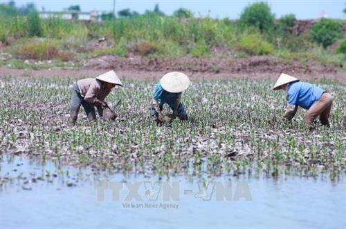 Nông dân huyện Giao Thuỷ, tỉnh Nam Định chuẩn bị cây giống, phát triển diện tích rừng ngập mặt ven biển. Ảnh: Lâm Khánh - TTXVN Nông dân huyện Giao Thuỷ, tỉnh Nam Định chuẩn bị cây giống, phát triển diện tích rừng ngập mặt ven biển. Ảnh: Lâm Khánh - TTXVN