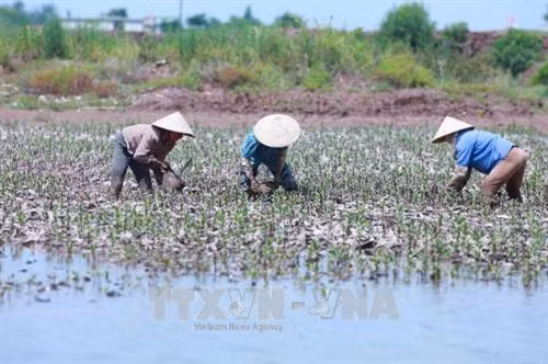Nông dân huyện Giao Thuỷ, tỉnh Nam Định chuẩn bị cây giống, phát triển diện tích rừng ngập mặt ven biển. Ảnh: Lâm Khánh - TTXVN Nông dân huyện Giao Thuỷ, tỉnh Nam Định chuẩn bị cây giống, phát triển diện tích rừng ngập mặt ven biển. Ảnh: Lâm Khánh - TTXVN